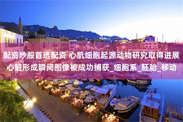 配资炒股首选配资 心肌细胞起源动物研究取得进展心脏形成瞬间图像被成功捕获_细胞系_胚胎_移动