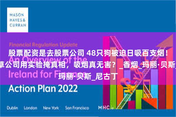 股票配资是去股票公司 48只狗被迫日吸百支烟！英国烟草公司用实验掩真相，吸烟真无害？_香烟_玛丽·贝斯_尼古丁