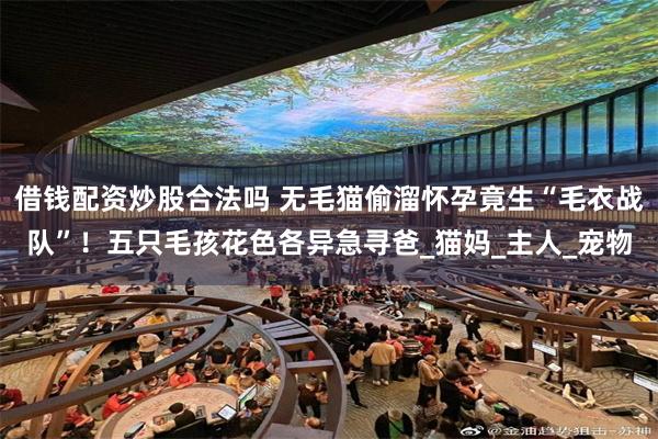借钱配资炒股合法吗 无毛猫偷溜怀孕竟生“毛衣战队”！五只毛孩花色各异急寻爸_猫妈_主人_宠物